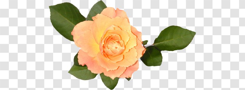 Garden Roses Floribunda Cabbage Rose China Hip - Beach - Flower Transparent PNG