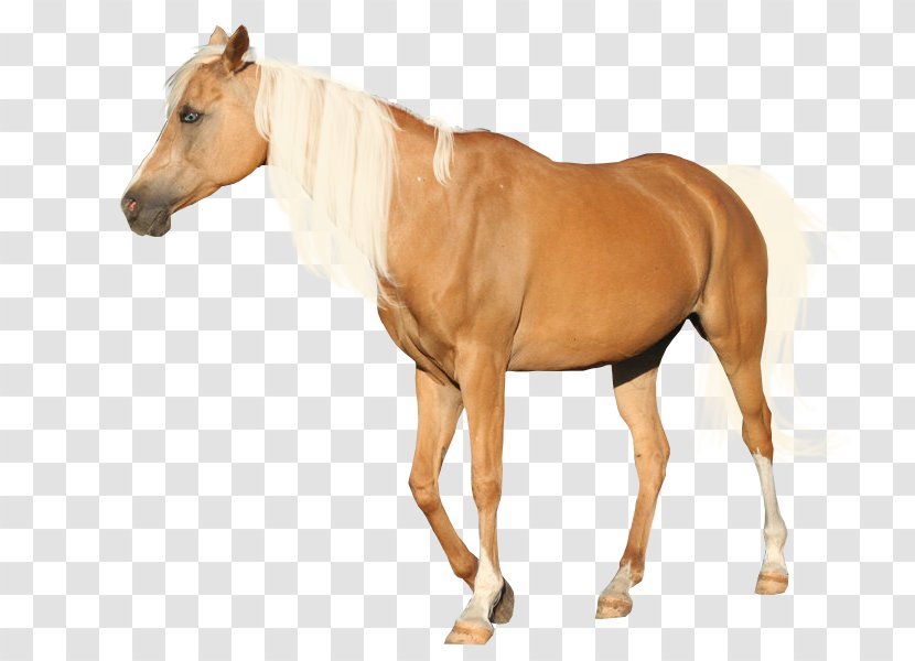 Andalusian Horse Mane Mustang Appaloosa Palomino - Like Mammal Transparent PNG