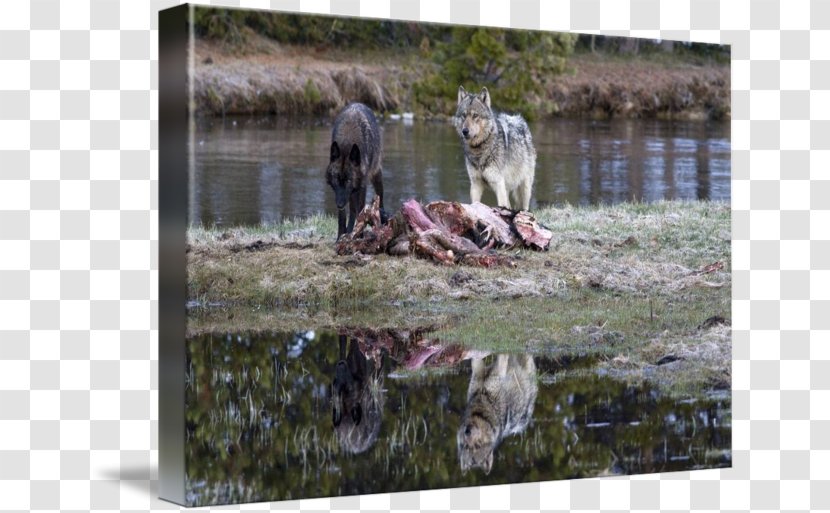 Dog Yellowstone National Park Gallery Wrap Pond Transparent PNG