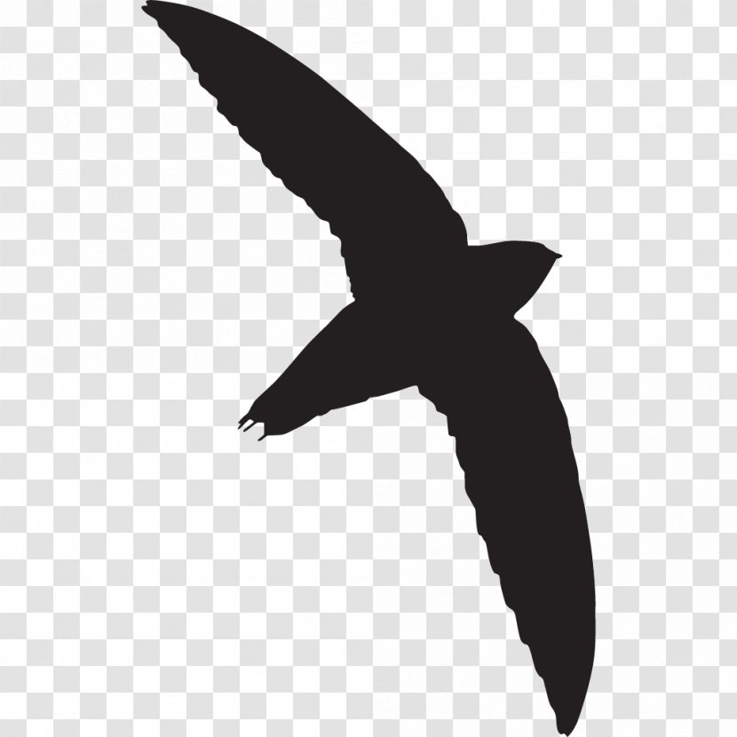 All About Birds Chimney Swift Vaux's - Bird Of Prey Transparent PNG