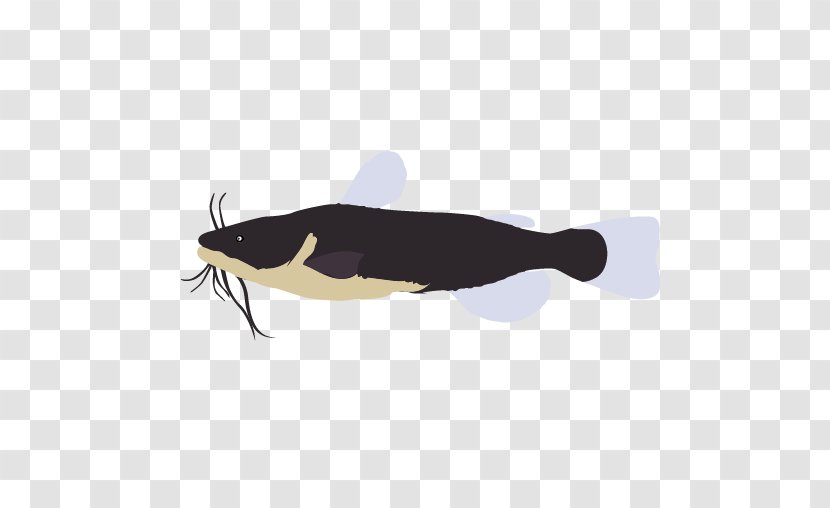 Marine Mammal - Tail - Design Transparent PNG