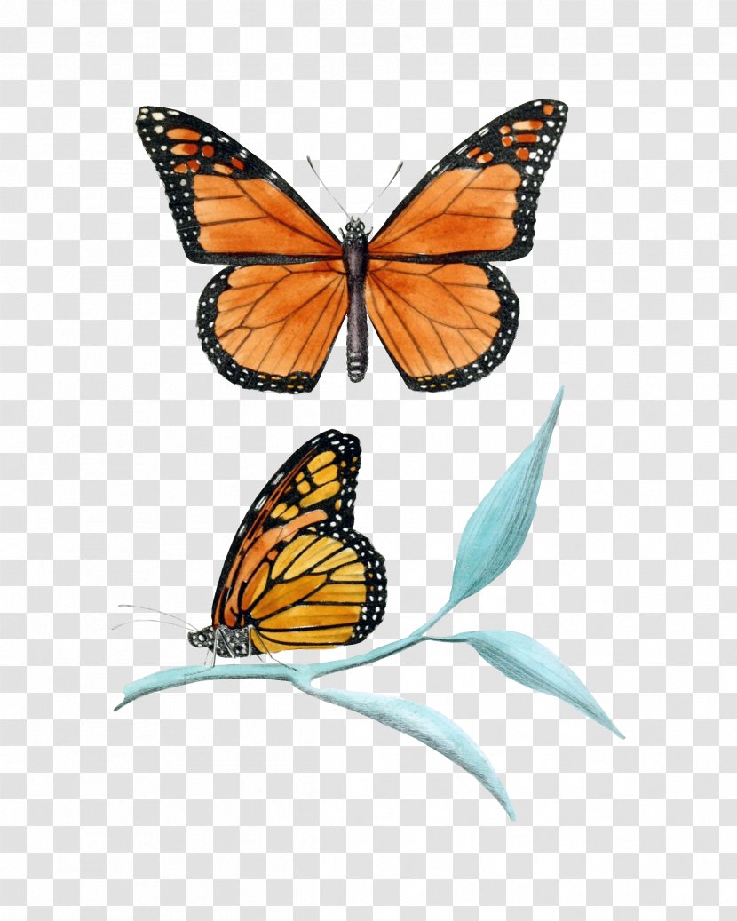 Monarch Butterfly Insect Clip Art - Pieridae Transparent PNG