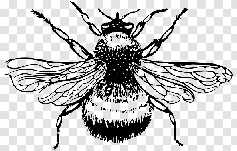 Bee Insect Clip Art Drawing Bombus Lucorum - Organism Transparent PNG