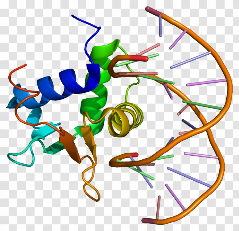 ELK4 Gene Protein ELK1 ETS Transcription Factor Family - Homo Sapiens Transparent PNG