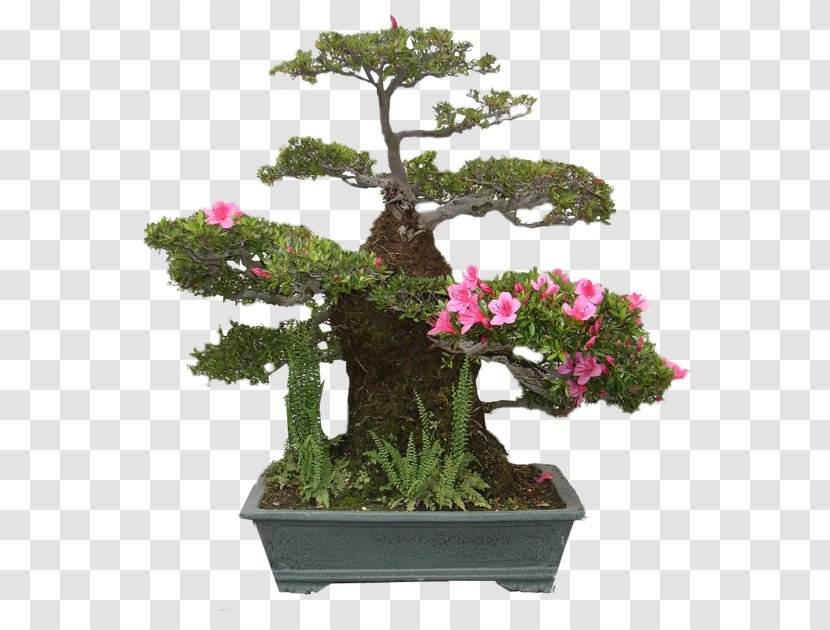 National Bonsai Foundation United States Arboretum Pinus Thunbergii Azalea - Parviflora Transparent PNG