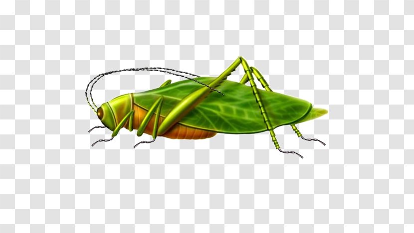 Grasshopper Locust Illustration - Moths And Butterflies - Free To Pull The Material Image Transparent PNG