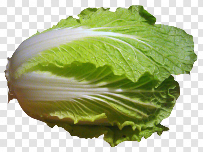 Napa Cabbage Romaine Lettuce Chinese - Leaf Transparent PNG
