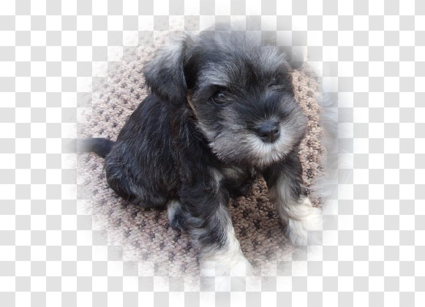 Miniature Schnauzer Standard Schnoodle Cesky Terrier Dog Breed - Tibetan - Puppy Transparent PNG