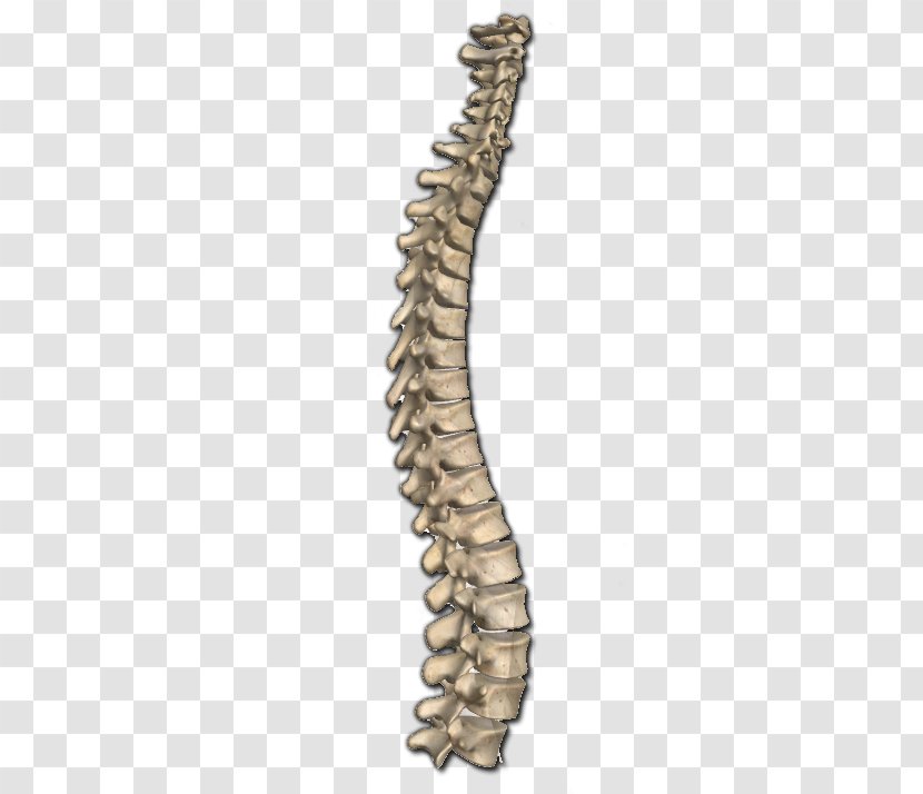 Vertebral Column Bone Anatomy Human Body Neck - Heart - Silhouette Transparent PNG