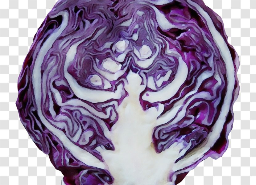 Red Cabbage Purple Violet Vegetable - Plant Leaf Transparent PNG