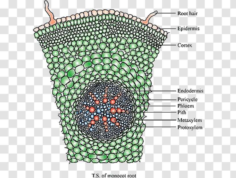 Dicotyledon Monocotyledon Anatomy Plant Stem Root - Silhouette - Monocot Transparent PNG