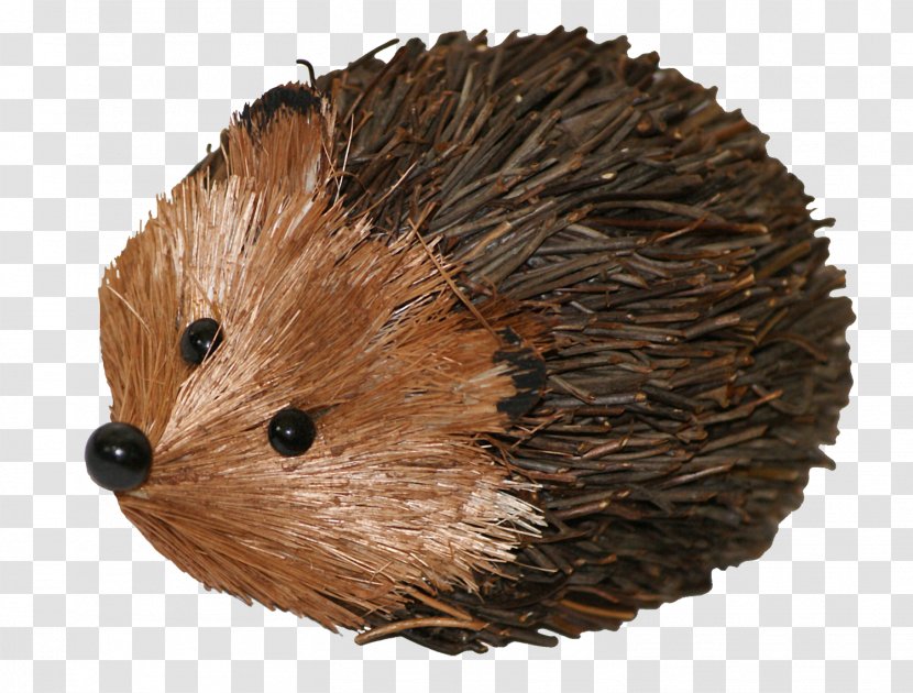 Domesticated Hedgehog Porcupine Echidna - Hand Drawn Transparent PNG