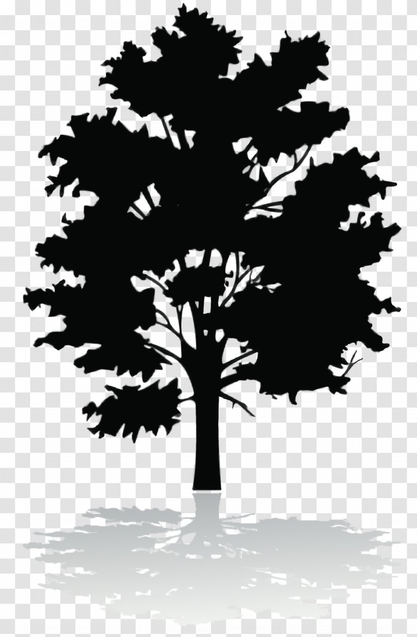 Family Tree Silhouette - Pine Trunk Transparent PNG