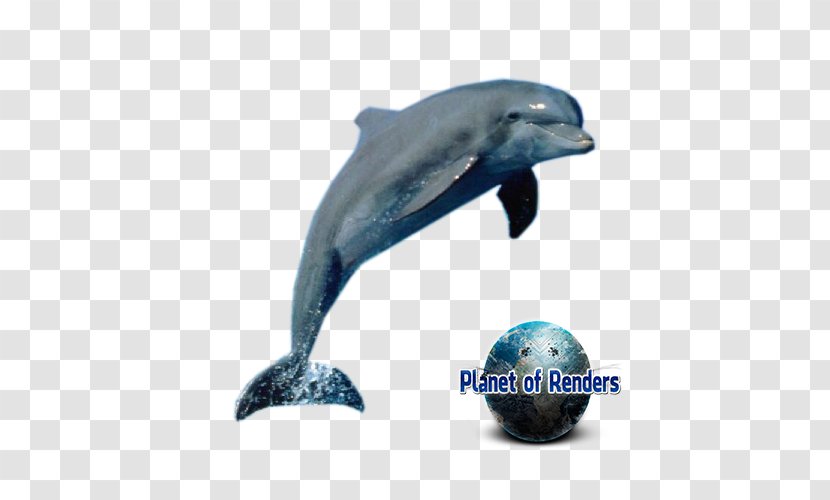 Short-beaked Common Dolphin Amazon.com Cetacea - Killer Whale Transparent PNG
