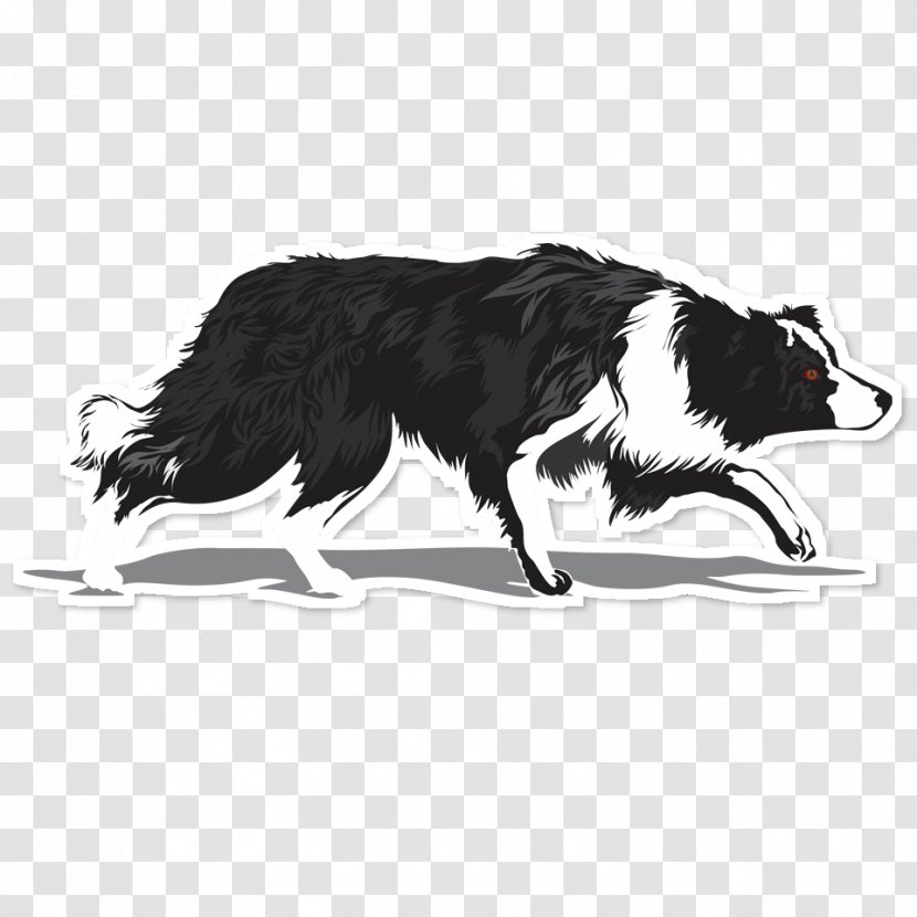 Border Collie Rough Dog Breed Chihuahua Herding - Carnivoran Transparent PNG