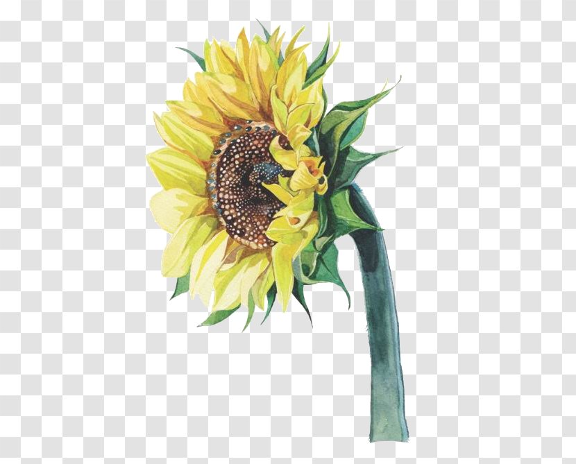 Common Sunflower Watercolor Painting Illustrator Illustration Transparent PNG