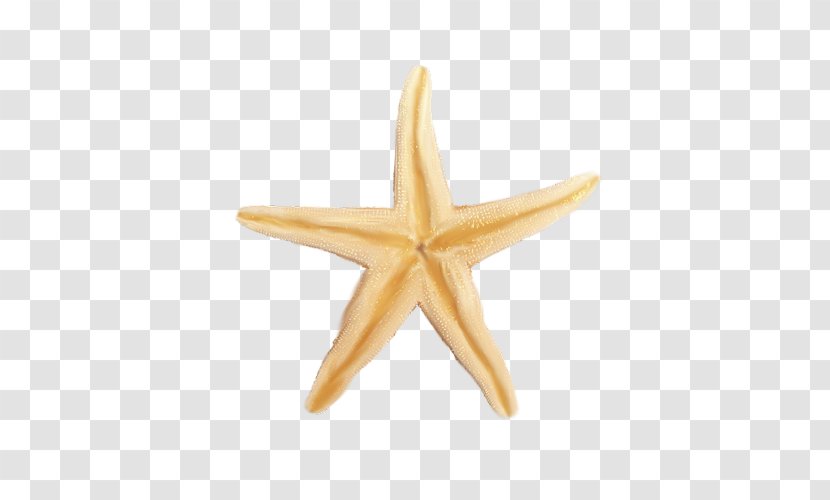 Starfish Google Images - Invertebrate Transparent PNG