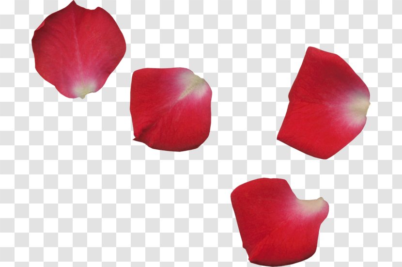 Petal Flower Transparency And Translucency Garden Roses - Gimp Transparent PNG