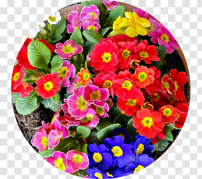 Primrose Begonia Annual Plant Magenta Flowerpot - Rip Van Winkle Transparent PNG