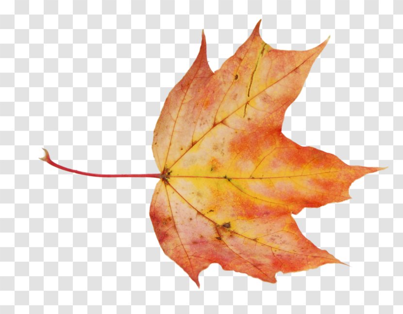 Maple Leaf Clip Art Image - Tree Transparent PNG