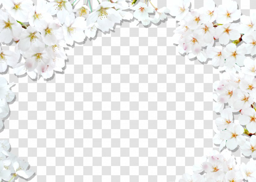 National Cherry Blossom Festival White - Cerasus - Border Background Transparent PNG