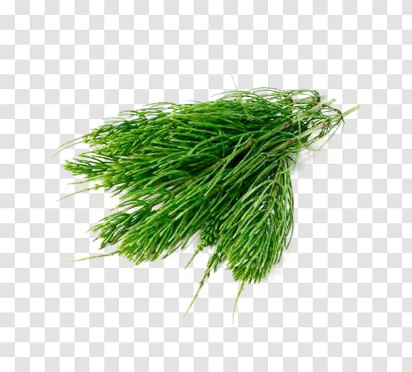 Grass Plant Chives Family Vegetable - Herb - Food Dill Transparent PNG