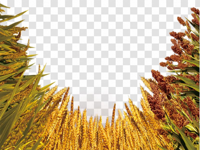 Crop Wheat Barley Five Grains - Image Transparent PNG