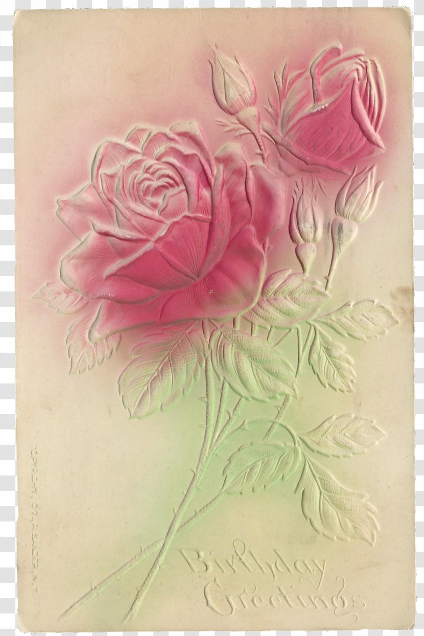 Garden Roses Cabbage Rose Paper Drawing Floral Design - Flower Transparent PNG