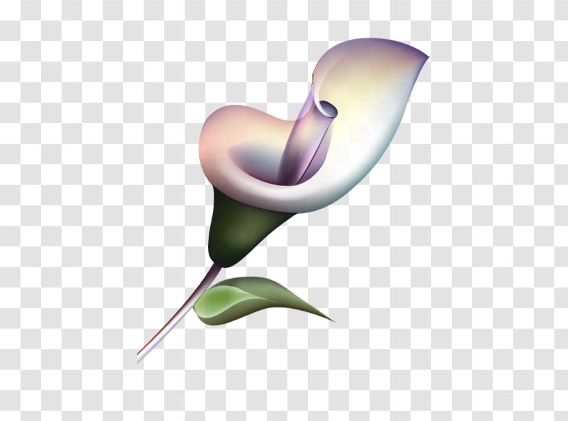 Download Clip Art - Line - Lily Transparent PNG