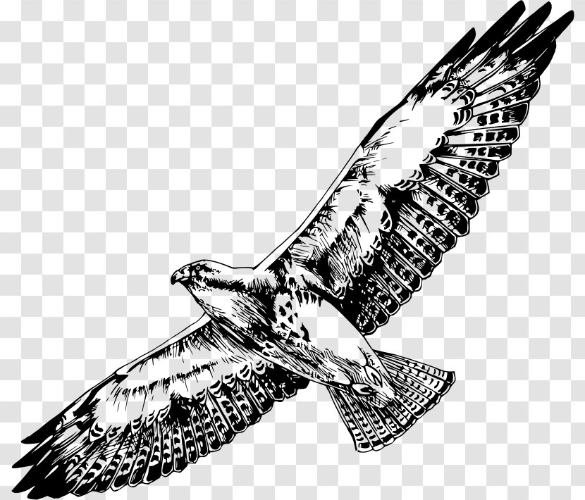 Bird Of Prey Swainson's Hawk Clip Art - Black And White Transparent PNG