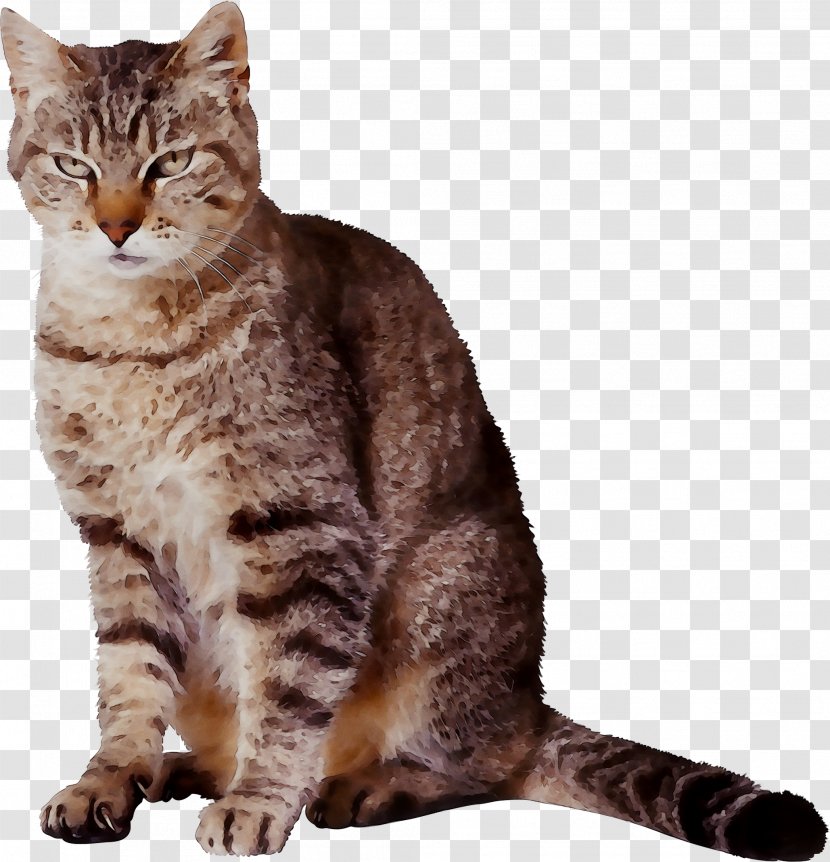Dragon Li American Shorthair Pixie-bob California Spangled Manx Cat - Egyptian Mau - Ocicat Transparent PNG