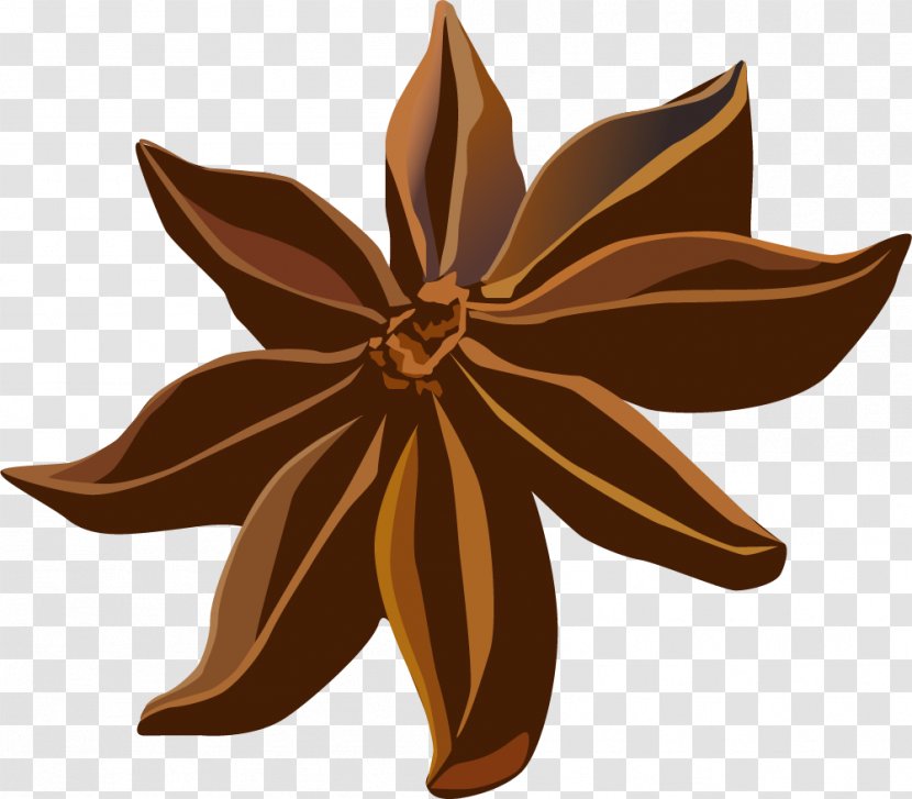 Spice Star Anise Condiment - True Cinnamon Tree - Hand Painted Brown Transparent PNG