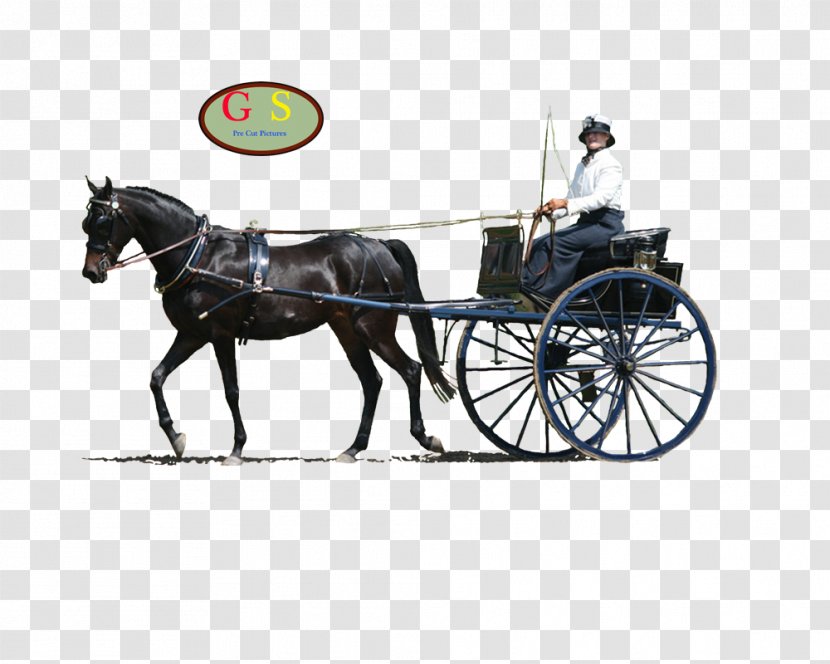 Horse Harnesses And Buggy Stallion Chariot Transparent PNG