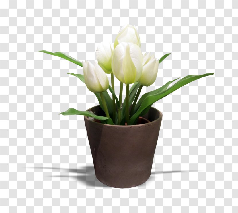 Tulip Cut Flowers Museum Of Sea Fishery Swinoujscie LiveInternet - Floral Design Transparent PNG