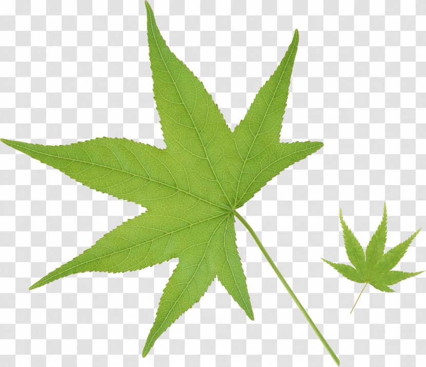 Cannabis Leaf No - Sativa Transparent PNG