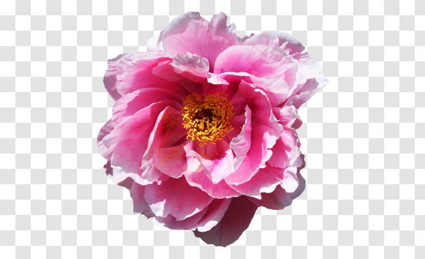 Rose Flower Desktop Wallpaper - Pink - Peony Transparent PNG