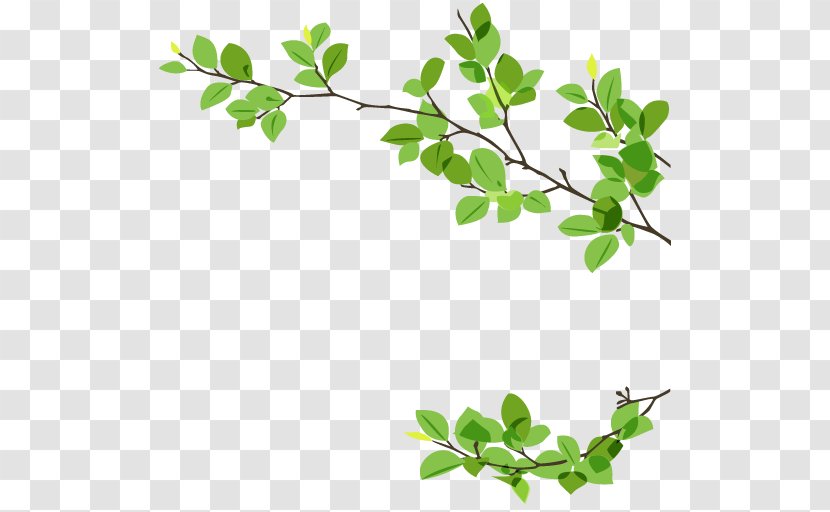 Leaf Branch Twig Green - Gum Trees Transparent PNG