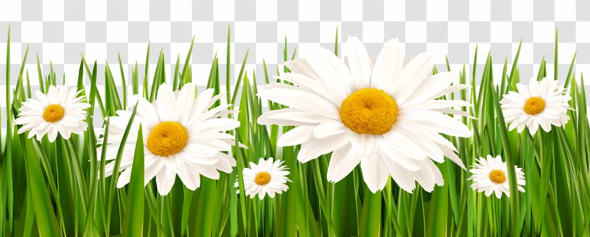 White Clover Flower Grasses Lawn - Lilium - Grass And Flowers Clipart Transparent PNG