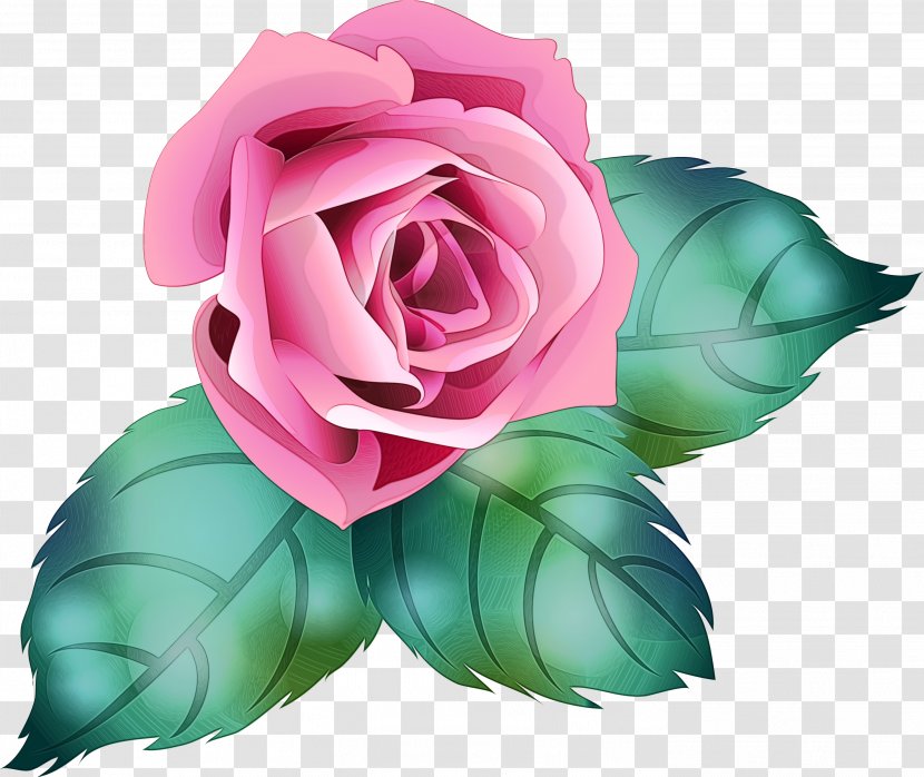Watercolor Pink Flowers - Rose - Camellia Flowering Plant Transparent PNG