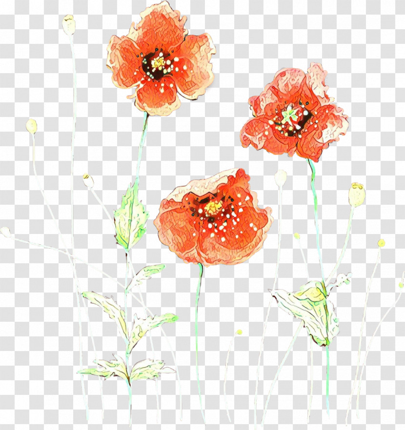 Flower Watercolor Paint Coquelicot Corn Poppy Poppy Transparent PNG