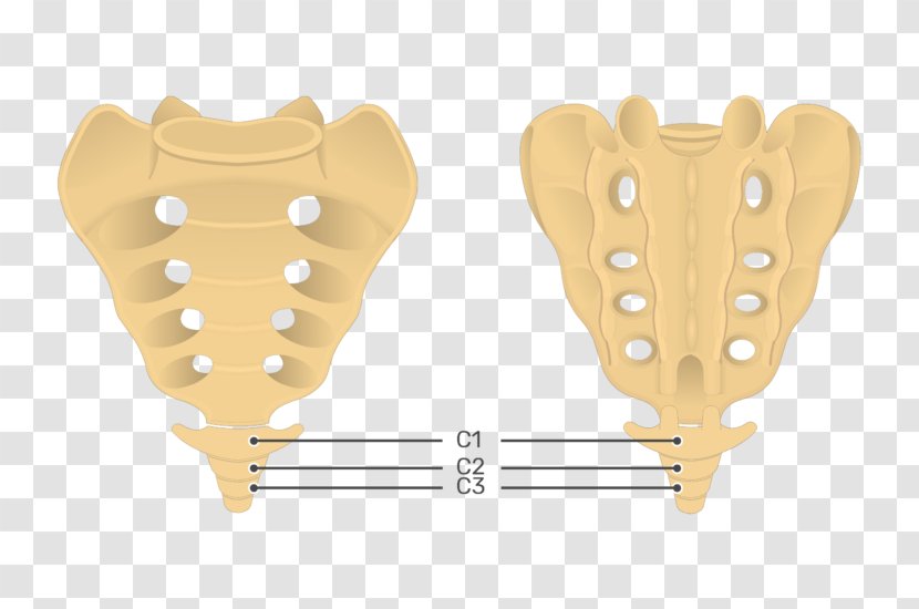 Sacrum Coccyx Posterior Sacral Foramina Intervertebral Foramen Hip Bone Transparent PNG