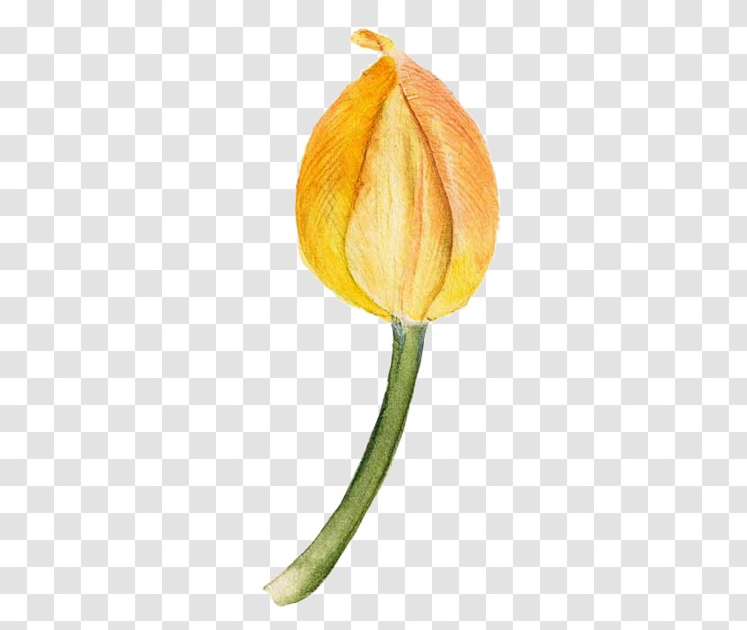 Tulip Flower - Rose - Yellow Painted Transparent PNG