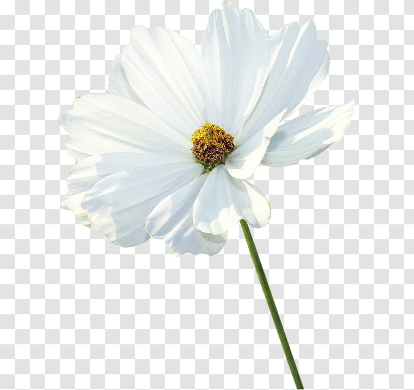 Garden Cosmos White Petal Clip Art - Flower Transparent PNG