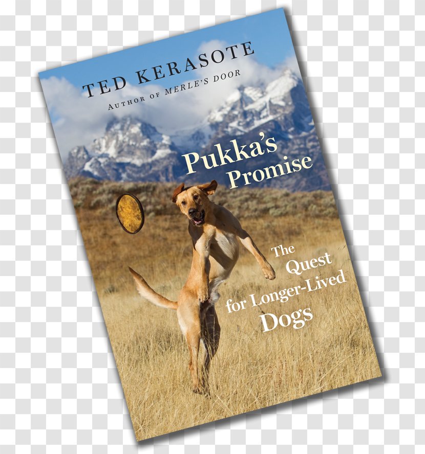 Pukka's Promise: The Quest For Longer-Lived Dogs Pukka: Pup After Merle Barking: Sound Of A Language Shy Boy - Bark - Dog Transparent PNG
