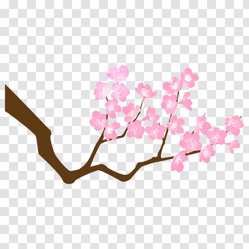 Cherry Blossom - Branch - Cut Flowers Petal Transparent PNG