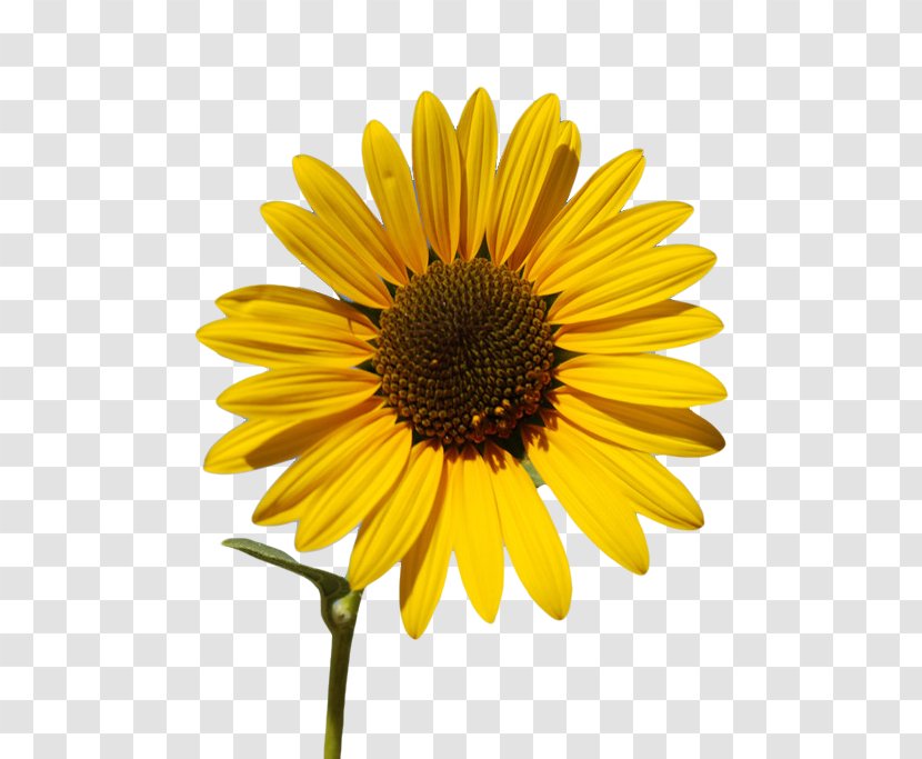Common Sunflower Oil Seed Wallpaper - Daisy Family Transparent PNG