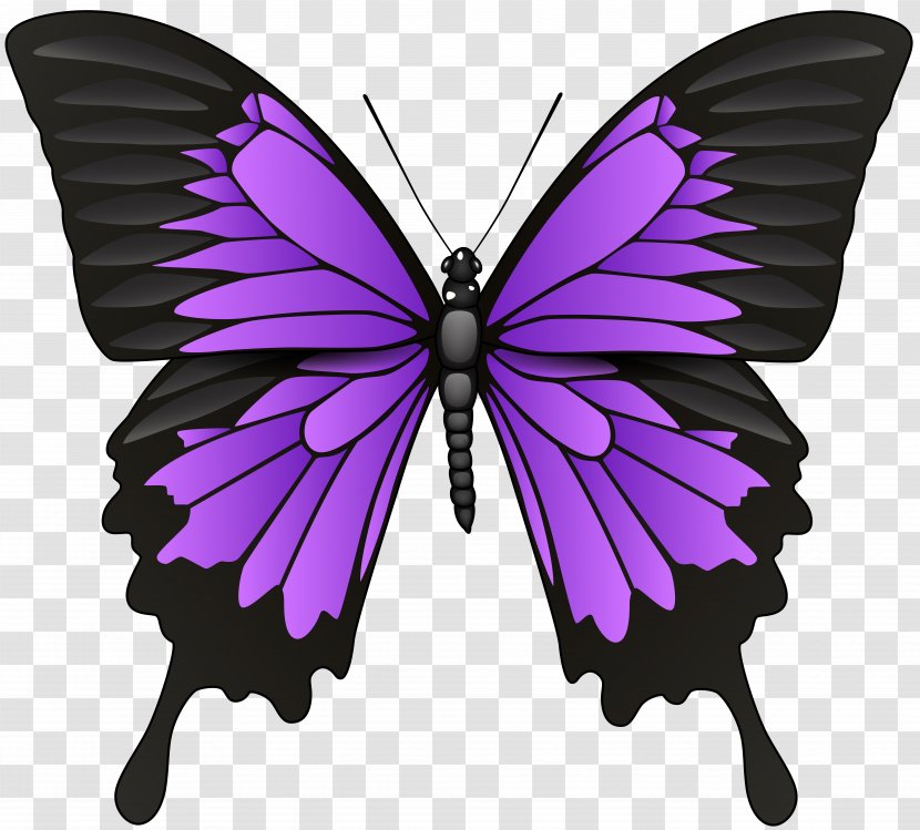 Butterfly Symbol Stock Photography - Monarch - Lilac Flower Transparent PNG