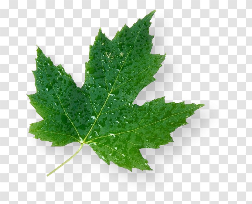 Maple Leaf Green Canada - Herb Transparent PNG