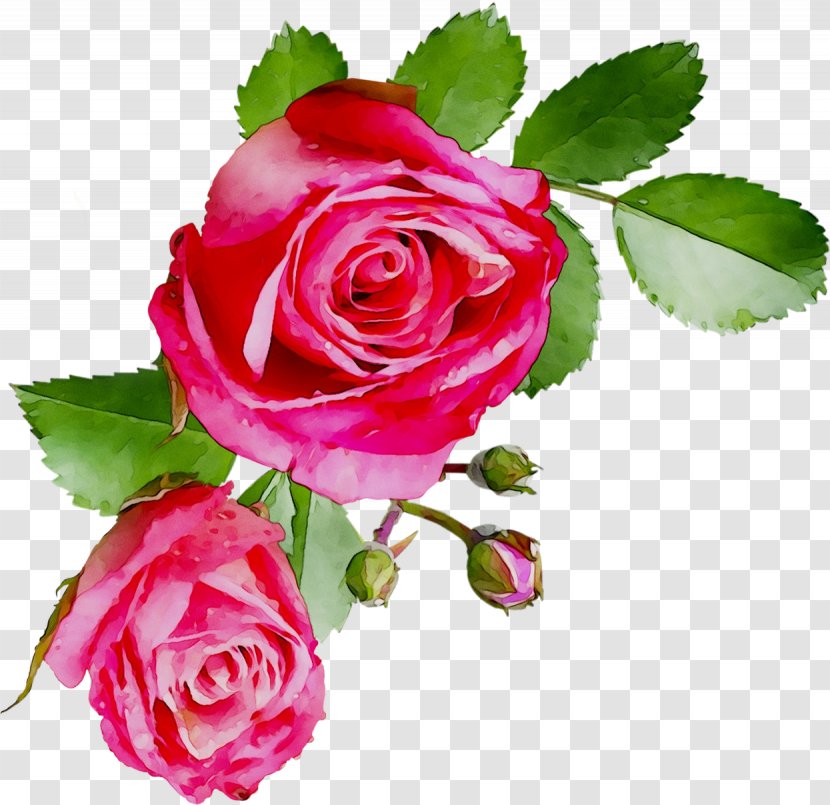 Garden Roses Cabbage Rose Floribunda Floral Design Cut Flowers - Petal Transparent PNG