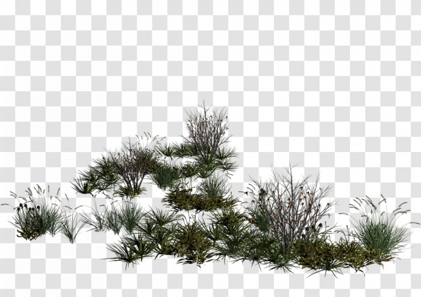 Tree - Pine - Watercolor Texture Transparent PNG
